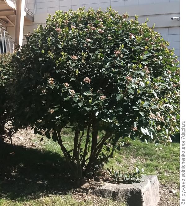 Подстриженная калина лавролистнаая.