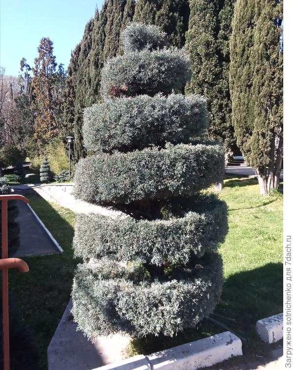 Топиарная форма из кипариса аризонского