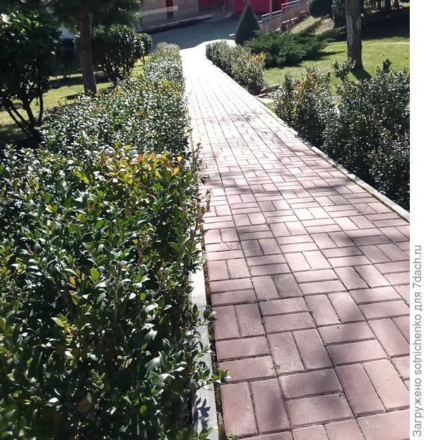 В нашем парке недавно посажена из мирта небольшая аллея.