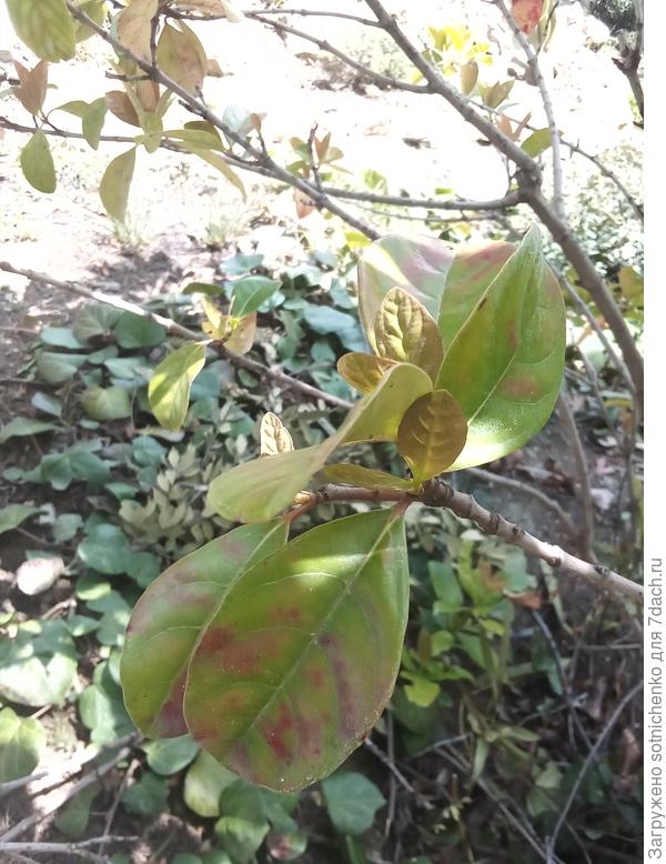 Калина Авабука.