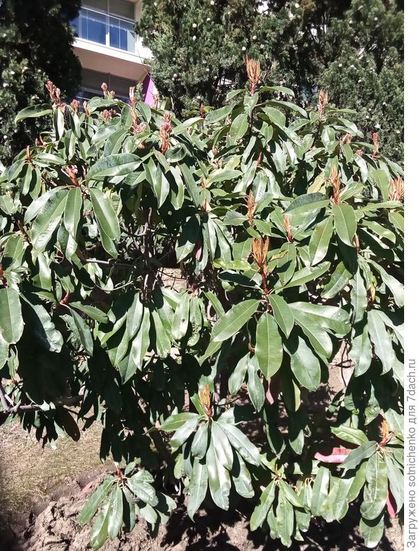 Фотиния пильчатая. Здоровые и красивые кусты.