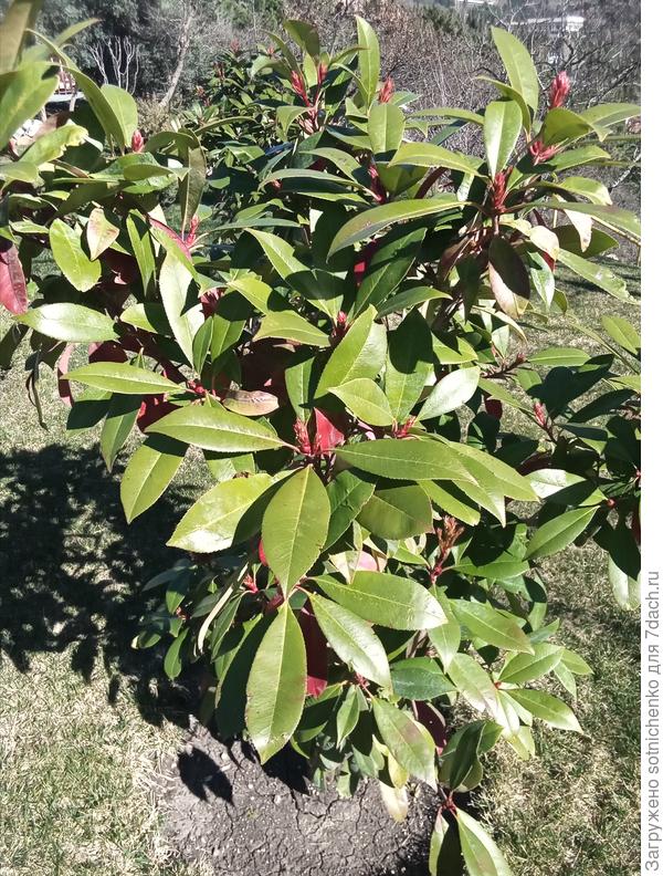 Остальные выглядят нормально.