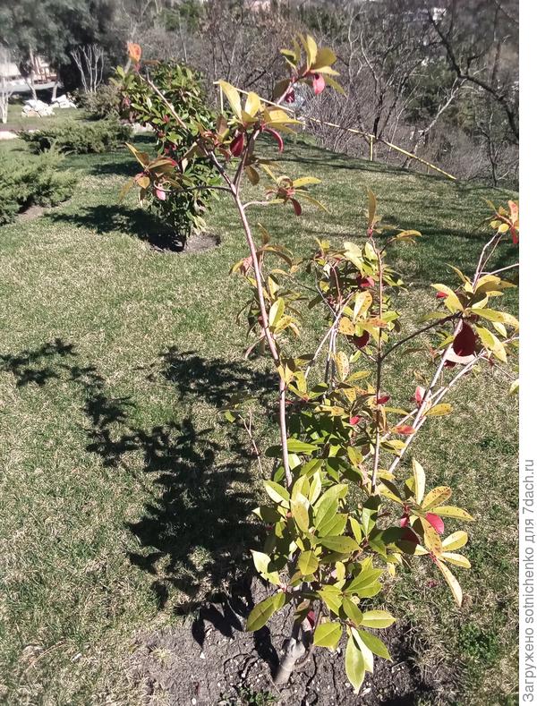 Четыре фотинии высажены в ряд.