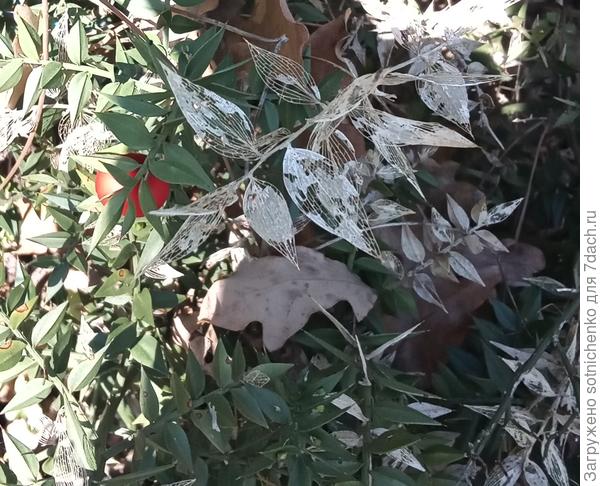 Возможно ли, что это болезнь превращает, с виду неподступный, с плотным и колючими листьями руксус, в   бумажного цвета, с чёрными отметинами, отмирающий со временем частично или целиком кустарник.