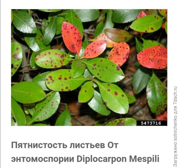 Энтомоспориумная пятнистость листьев. Фото из интернета.