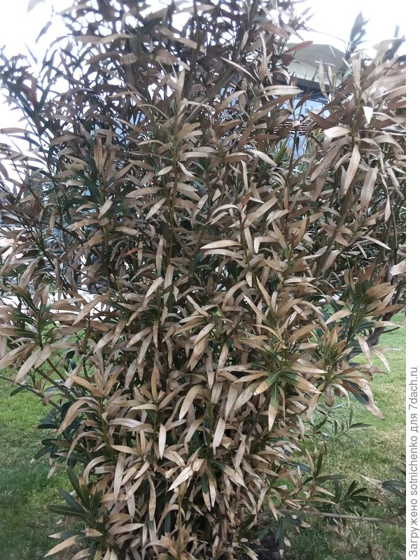 Близость к морю , сильный леденящий  ветер, температуры ниже минус 5С, привели вот к такому состоянию олеандр, за весну и лето восстановился.