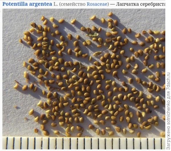 Фото взяты на сайте Плантариум. Семена лапчатка серебристой.