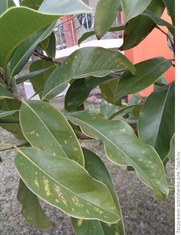 В парках Гурзуфа в концерю февраля обратила внимания на пятнистости на листьях магнолии крупноцветковая.