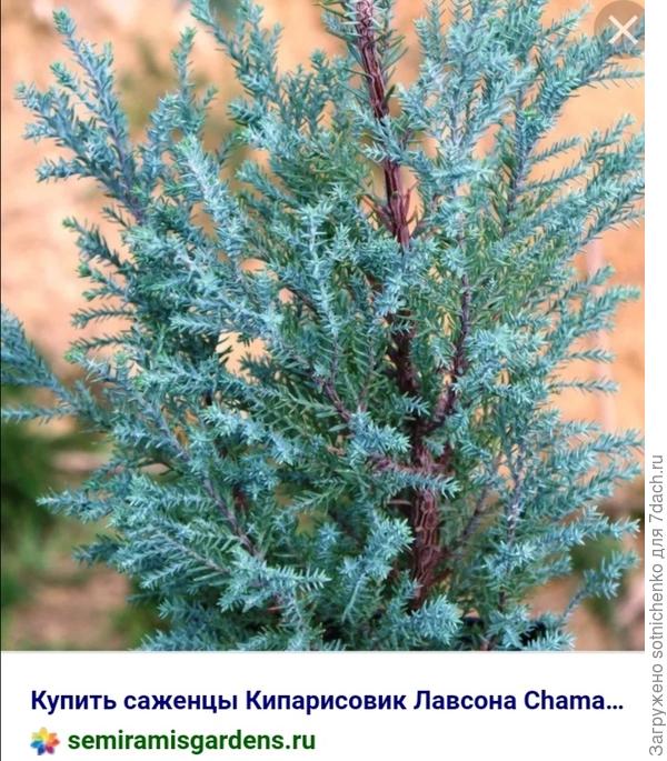 Кипарисовик Лавсона.