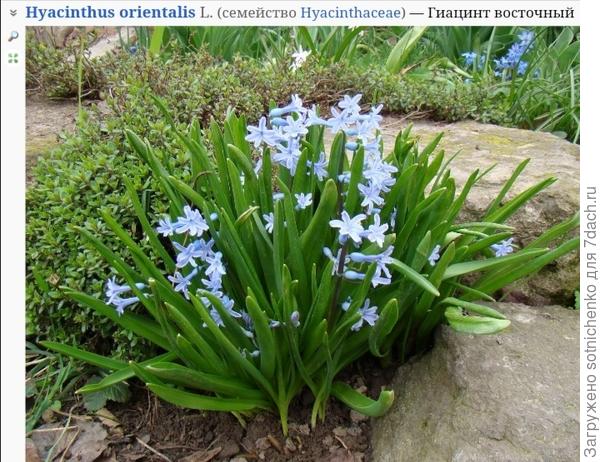 Гиацинт восточный. Фото на сайте Плантариум.
