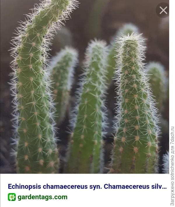 Хамацереус Сильвестра.