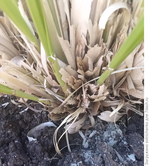 Надземная часть пампасной травы. Сегодняшнее фото.