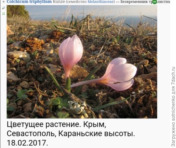 Безвременник трехлистный или анкарский или Бибирштейна. Фото на сайте Плантариум.