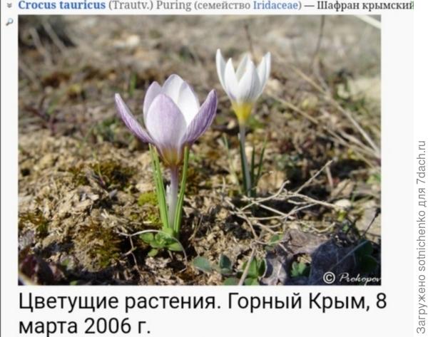Крокус крымский. Фото на сайте Плантариум.