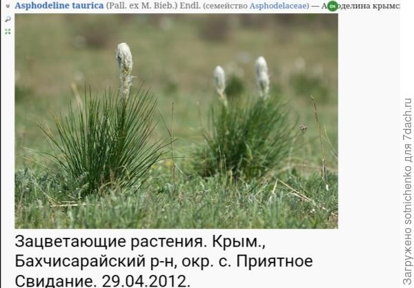 Фото асфоделины крымской на сайте Плантариум.