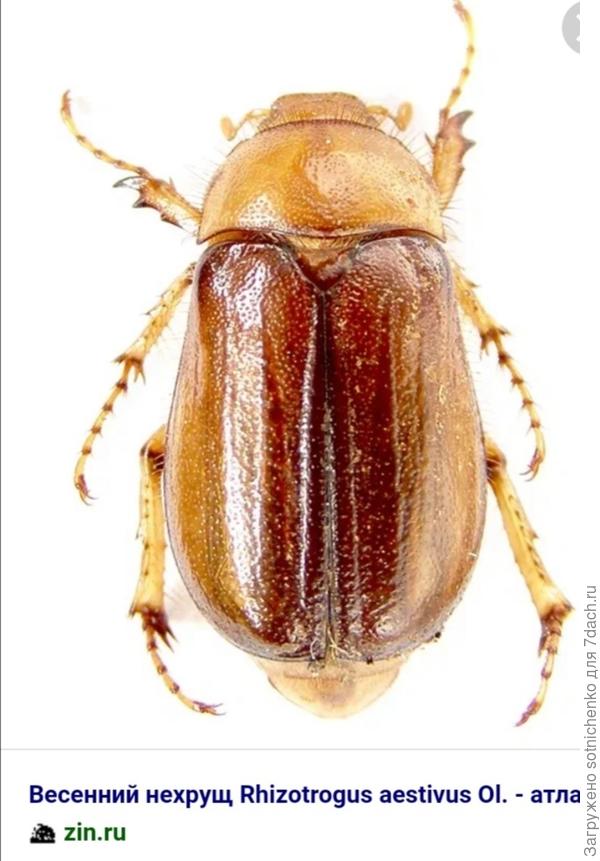 Весенний нехрущ.