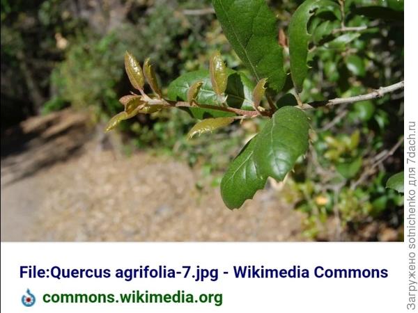 Дуб траволистный.