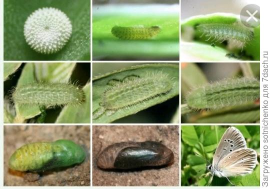 Бабочка голубянка.