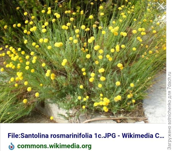 Фото из интернета. Сантолина розмаринолистная (santolina rosmarinifolia).