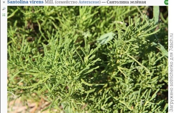 Фото из интернета. Сантолина зелёная (santolina virens).