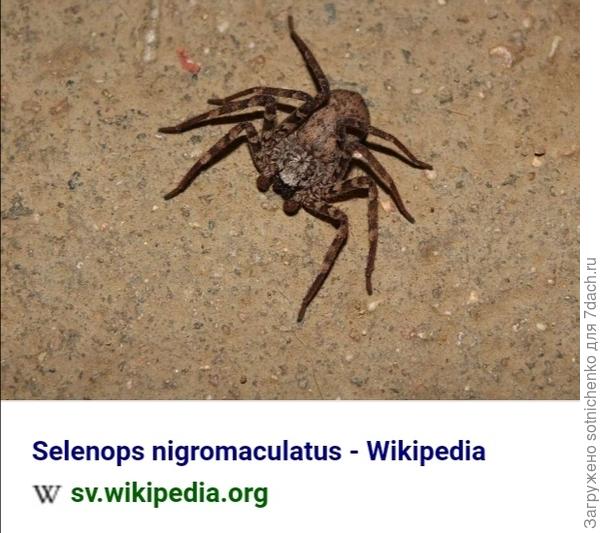 Selenops nigormaculatus.