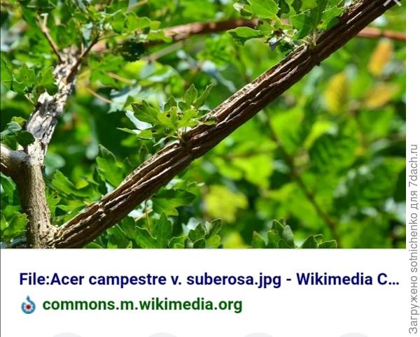 Клен полевой.