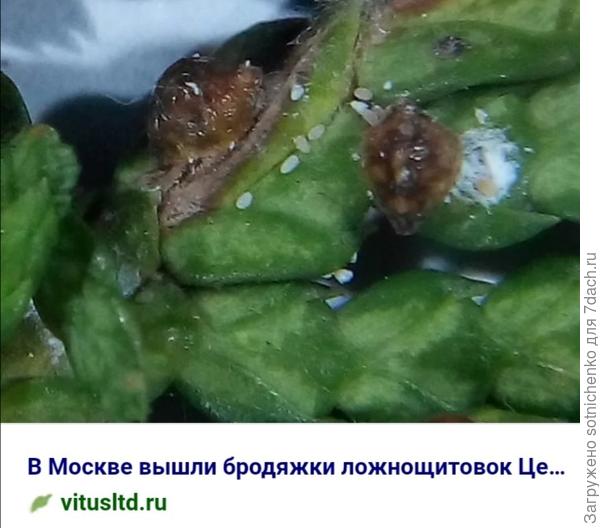 Ложнощитовка.