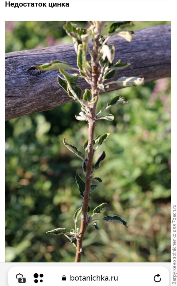 Розеточность или мелколистность яблони.