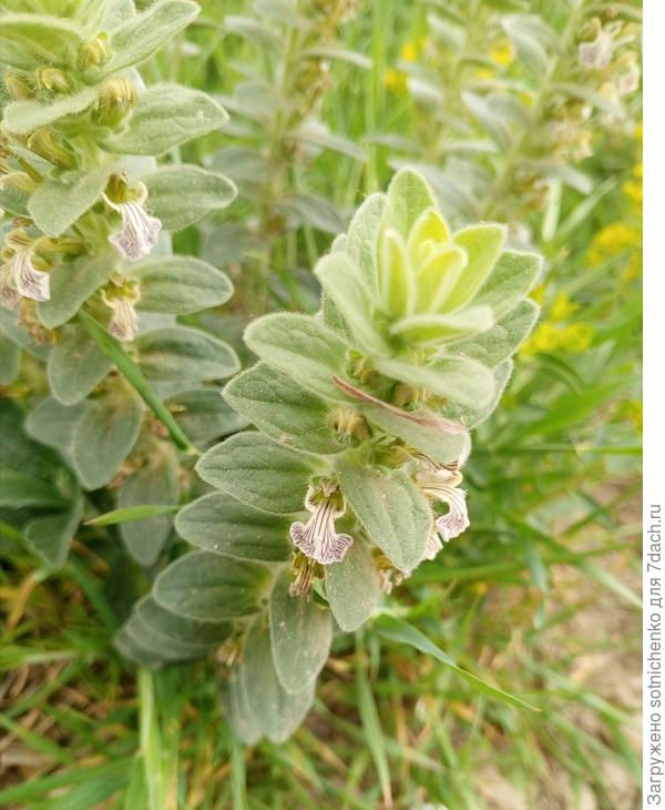 Фото сделано в начале мая, посёлок Перевальном Крым.