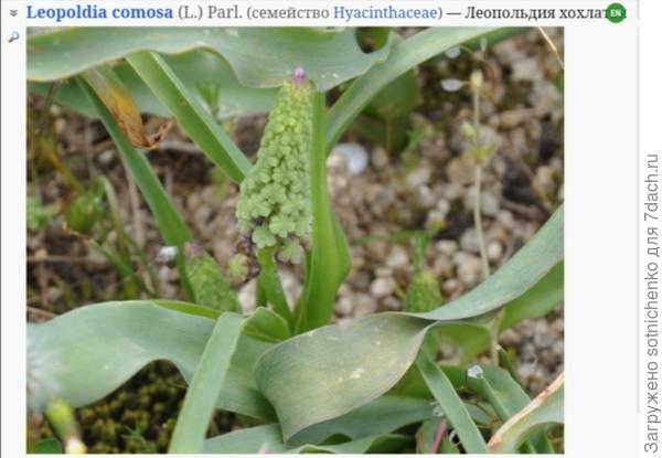 Леопольдия хохлатая.