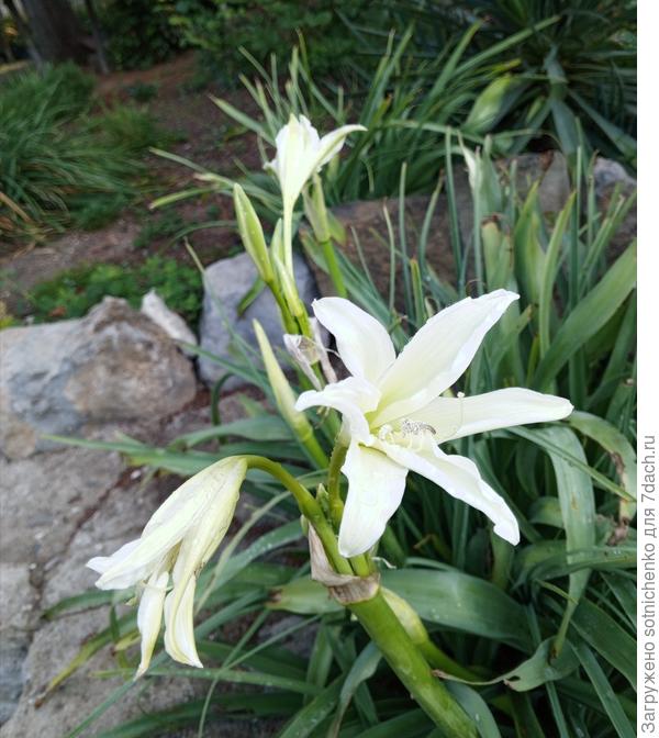 Кринум.