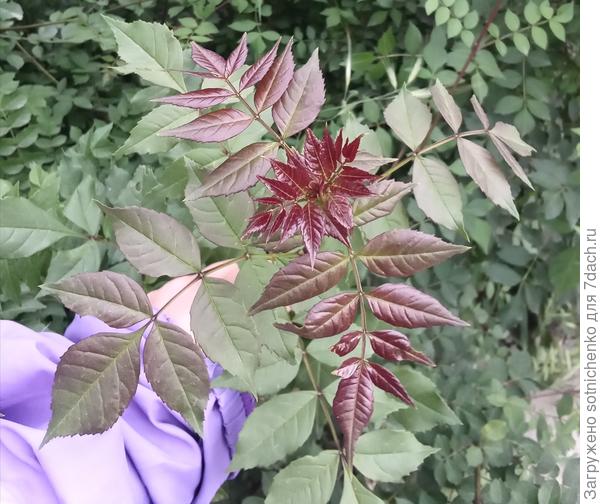 Ясень обыкновенный.