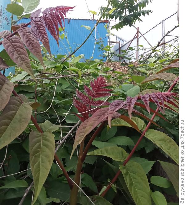 Айлант высочайший. Даже у нас на юге похолодание вызвало ответную реакцию  на молодом прирост.