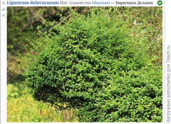 Лигуструм Делавея, фото на сайте Плантариум.
