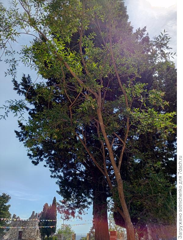 Фонтанезия Форчуна.