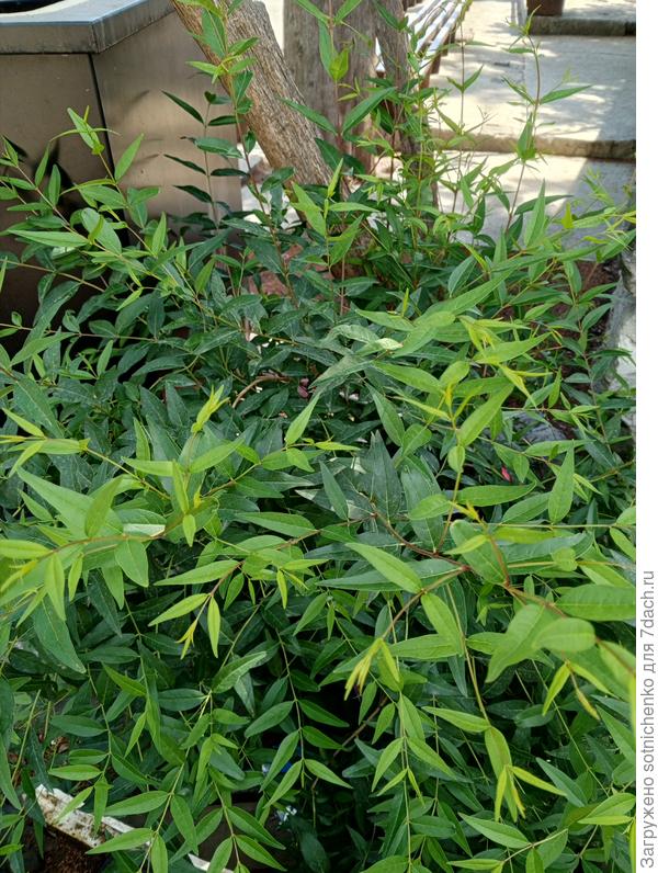 Фонтанезия Форчуна, прикорневая поросль.