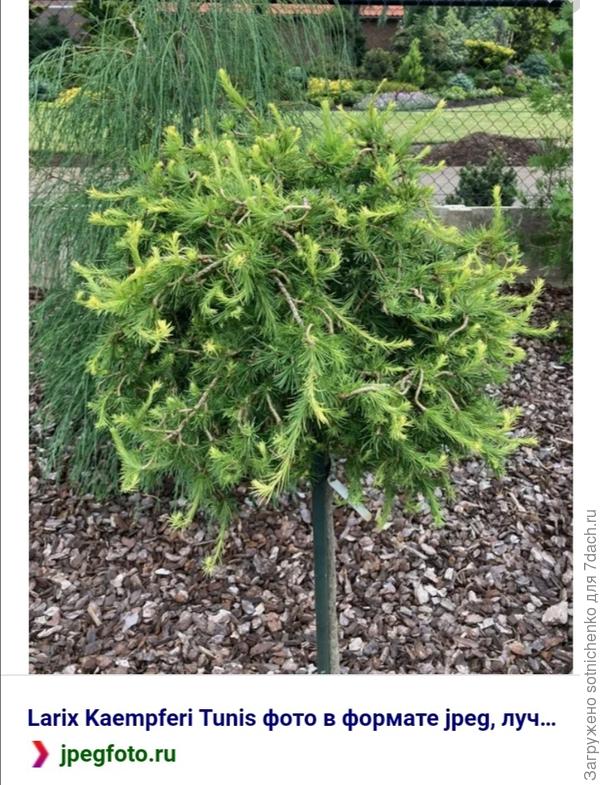 Лиственница японская.