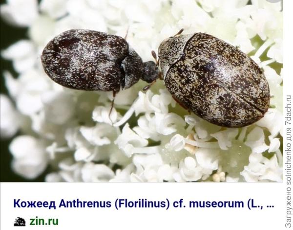 Музейный кожаед.