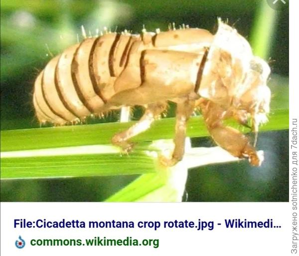 Фото из интернета.