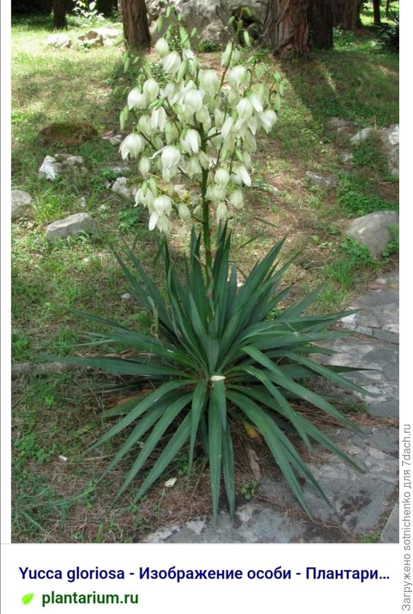 Юкка славная. Фото из интернета на сайте Плантариум