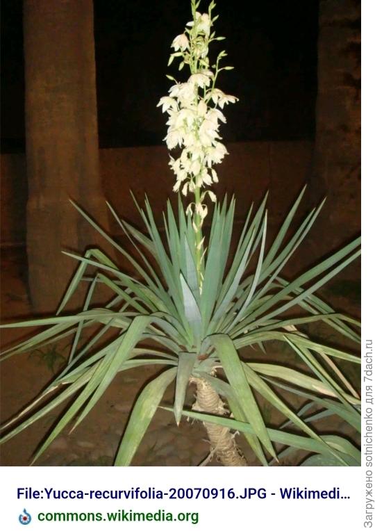 Синоном юкки славной юкка рекурвифолия или отвороченнолистная.