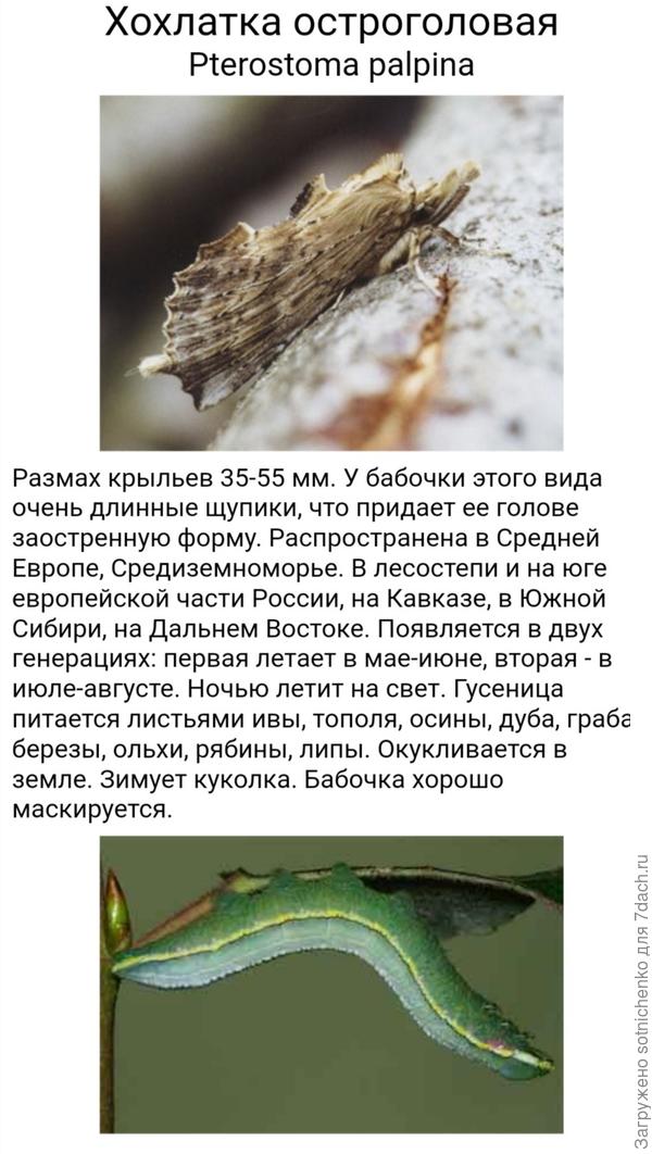 Фото и описание хохлатки остроголовой из интернета.