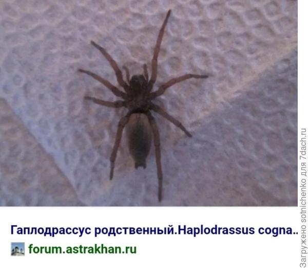 Гаплодрассус родственный. Распространён повсеместно.