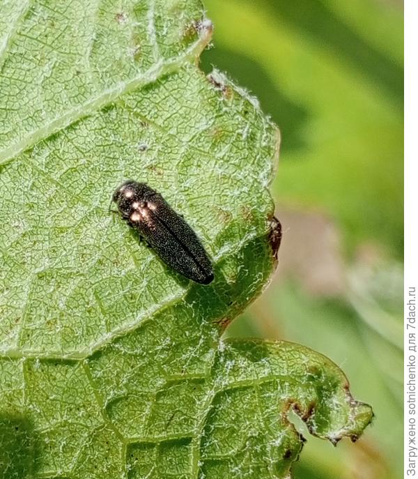 Златка, цвет пероамутрово-серебристый.