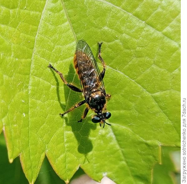 Кто-то на листе винограда.