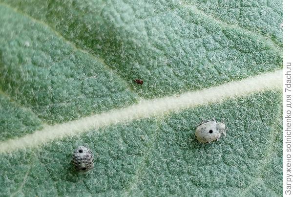 Две маленькие &quot;кнопки&quot; с точками на листе коровяка.