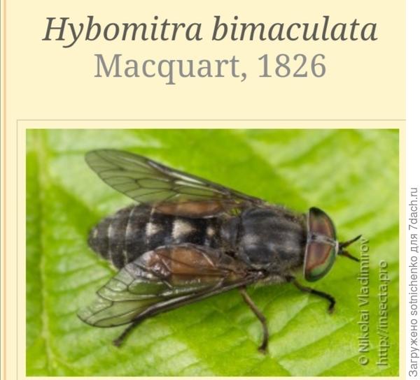 Фото из интернета. Слепень полуденный.