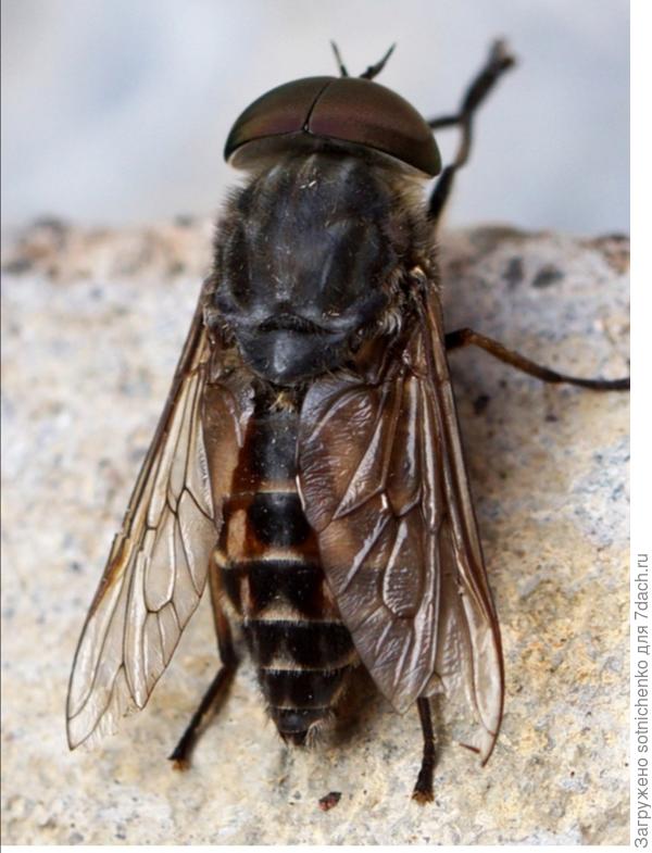 Слепень бычий.