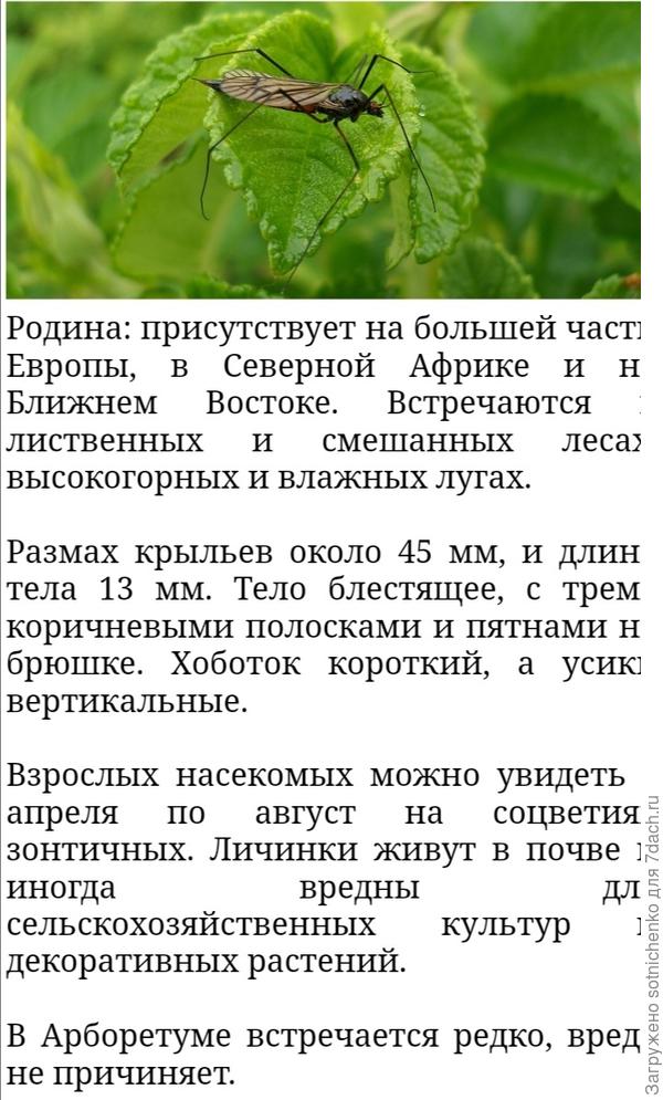 Информация из интернета.