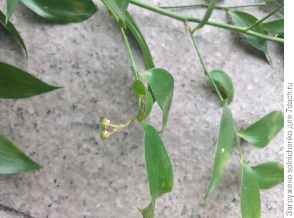 Даная кистистая.